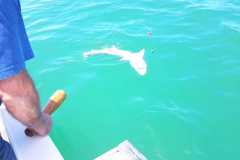 05-12-2021-chasing-tail.co_.za-36-