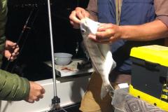 Chasing-Tail-15
