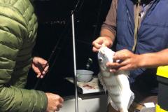 Chasing-Tail-19