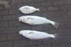 chasing-tail-langebaan-fishing-charter-05-